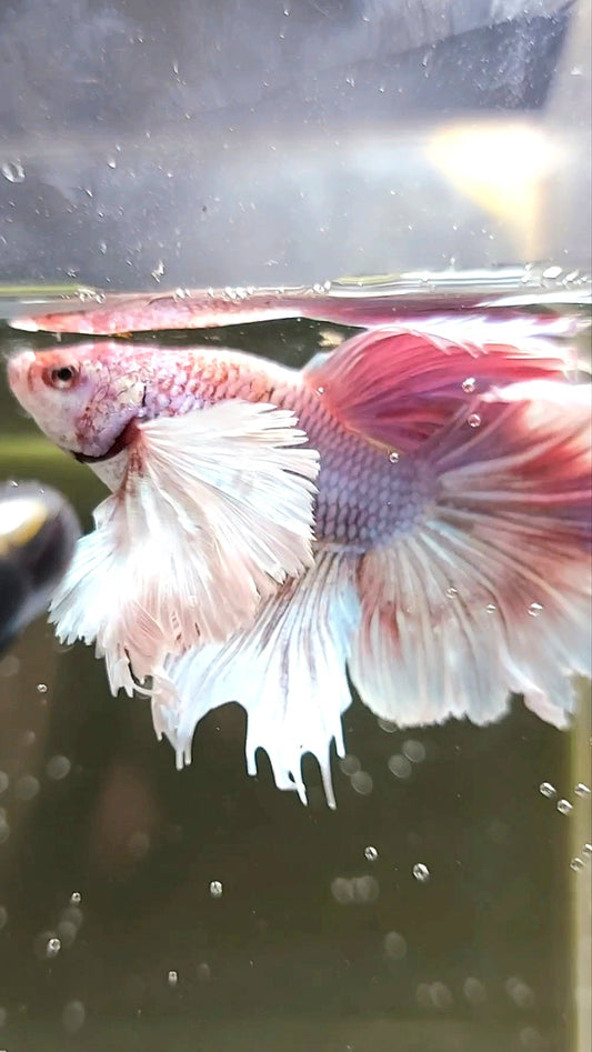 HALFMOON SUPER DUMBO EAR BONSAI ROSA LAVENDEL EINZIGARTIGER SELTENER BETTA-FISCH