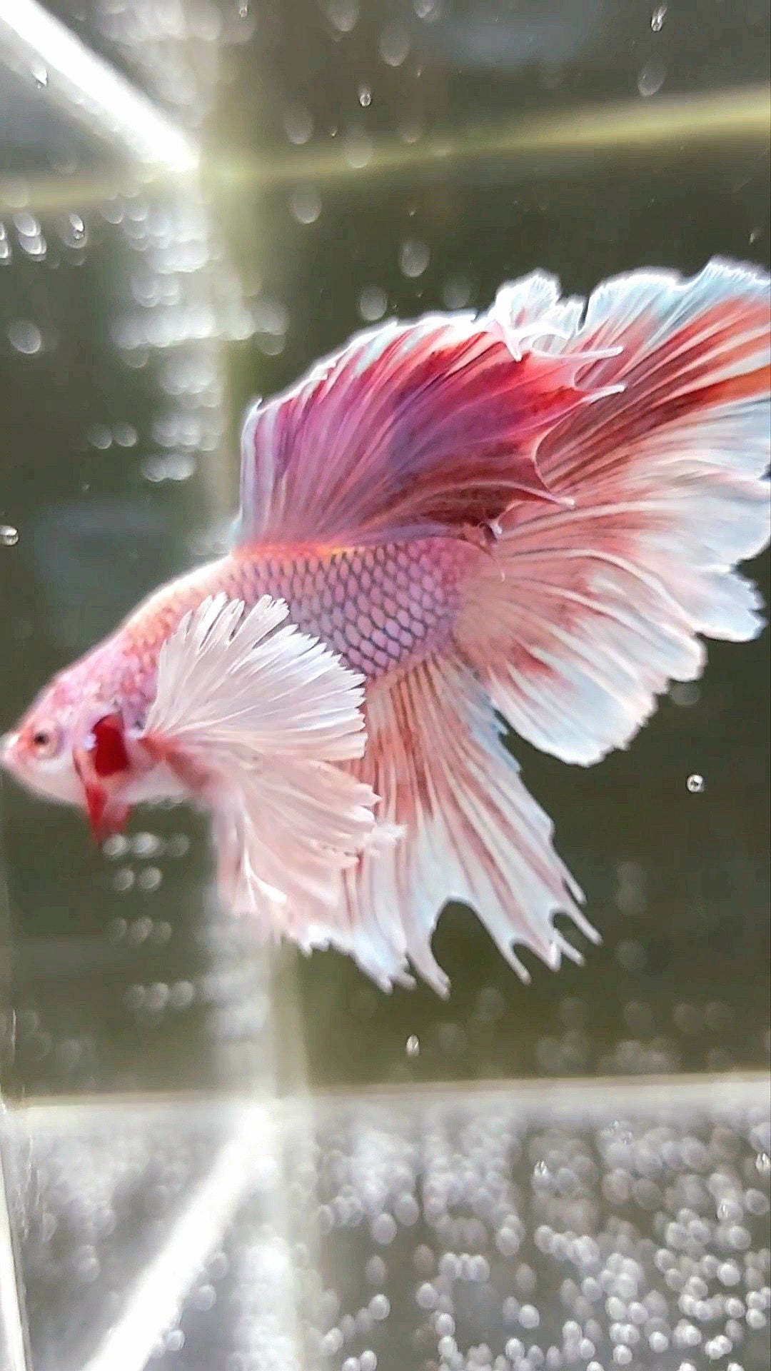 HALFMOON SUPER DUMBO EAR BONSAI PINK LAVENDER UNIQUE RARE BETTA FISH