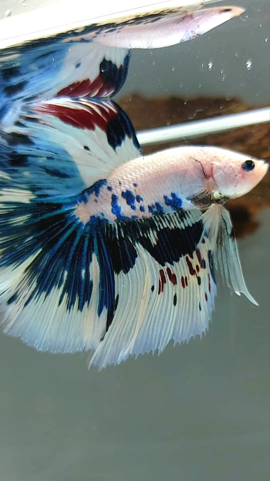 HALFMOON ROSETAIL BLAU AUSGEFALLENE MARMORPUNKTE MEHRFARBIGER SELTENER BETTA-FISCH