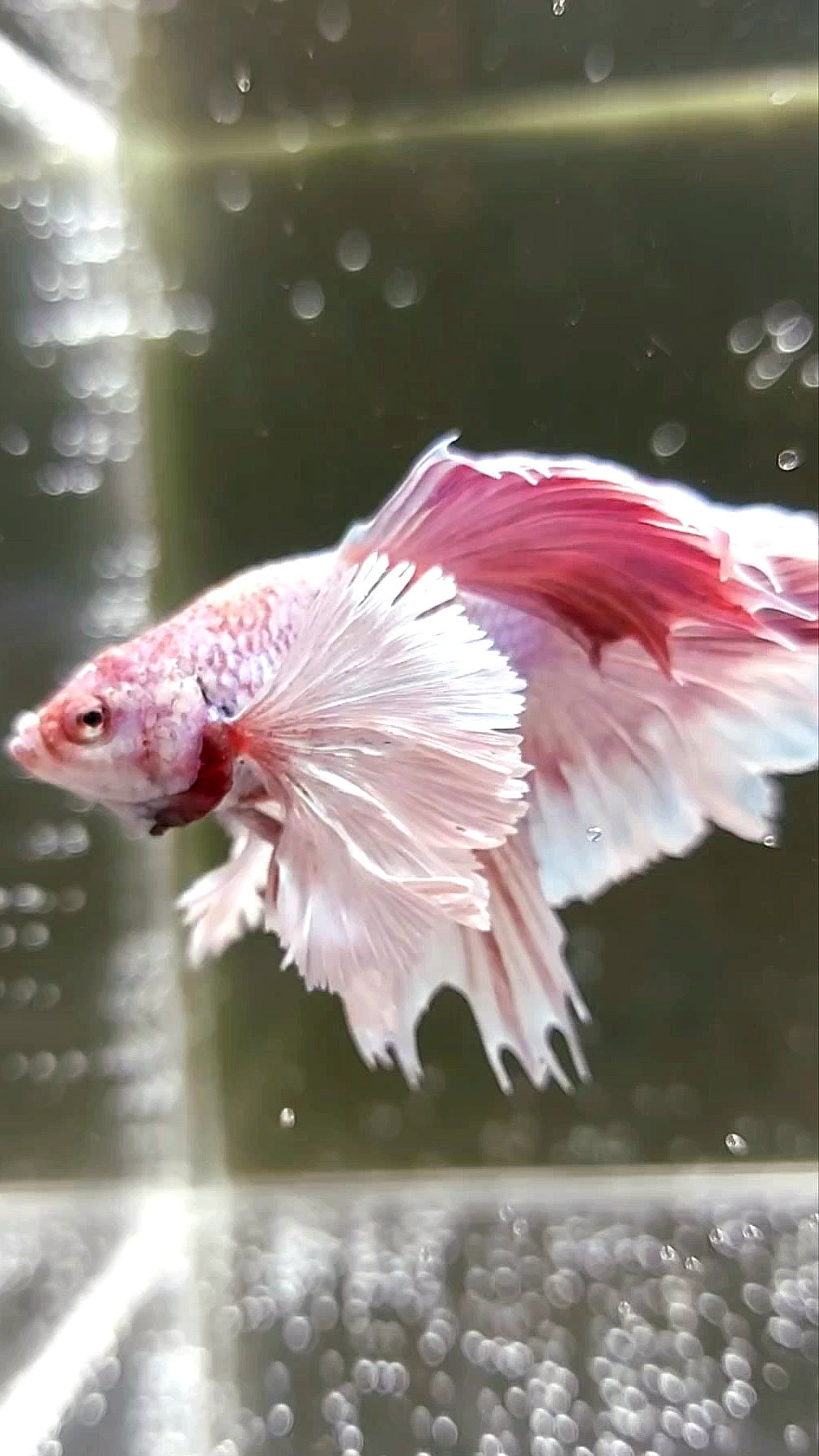 HALFMOON SUPER DUMBO EAR BONSAI PINK LAVENDER UNIQUE RARE BETTA FISH