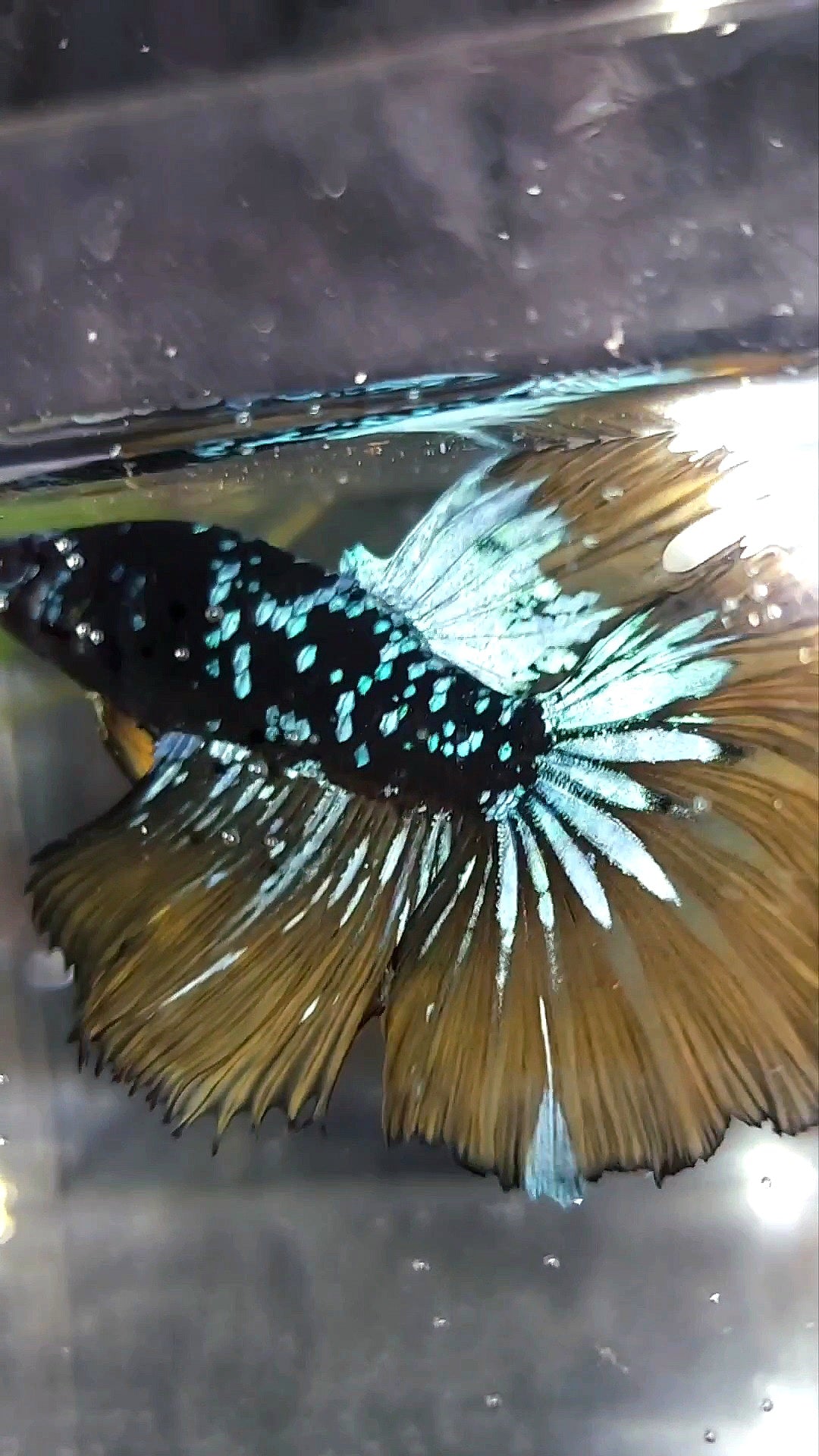 HALFMOON ROSETAIL BLACK STAR GALAXY BLUE AVATAR YELLOW MUSTARD GAS SUPER PREMIUM RARE BETTA FISH