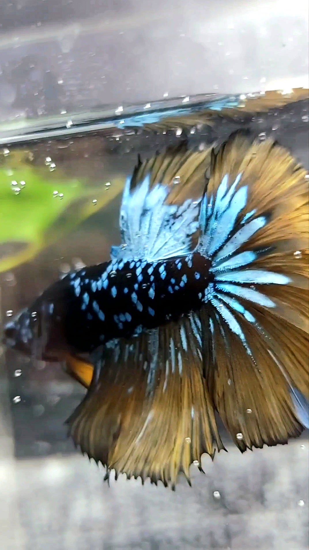 HALFMOON ROSETAIL BLACK STAR GALAXY BLUE AVATAR YELLOW MUSTARD GAS SUPER PREMIUM RARE BETTA FISH