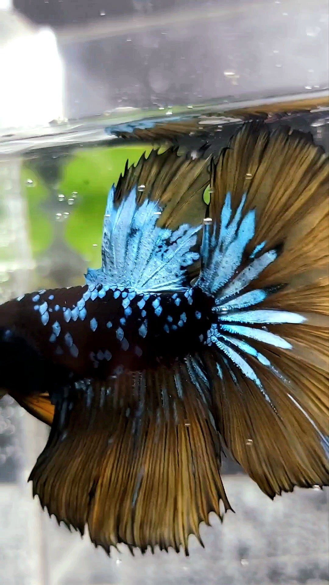 HALFMOON ROSETAIL BLACK STAR GALAXY BLUE AVATAR YELLOW MUSTARD GAS SUPER PREMIUM RARE BETTA FISH