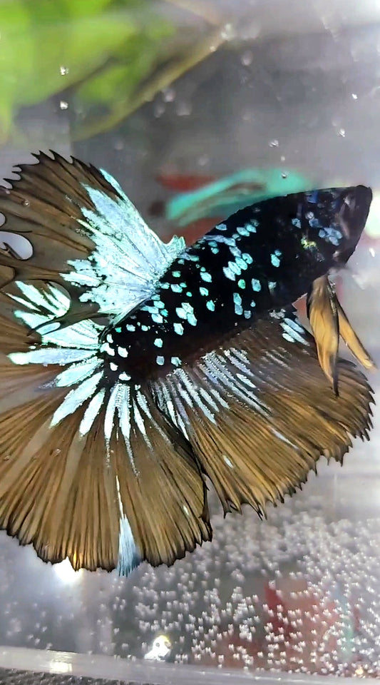 HALFMOON ROSETAIL BLACK STAR GALAXY BLUE AVATAR GELBER SENFGAS SUPER PREMIUM SELTENER BETTA-FISCH