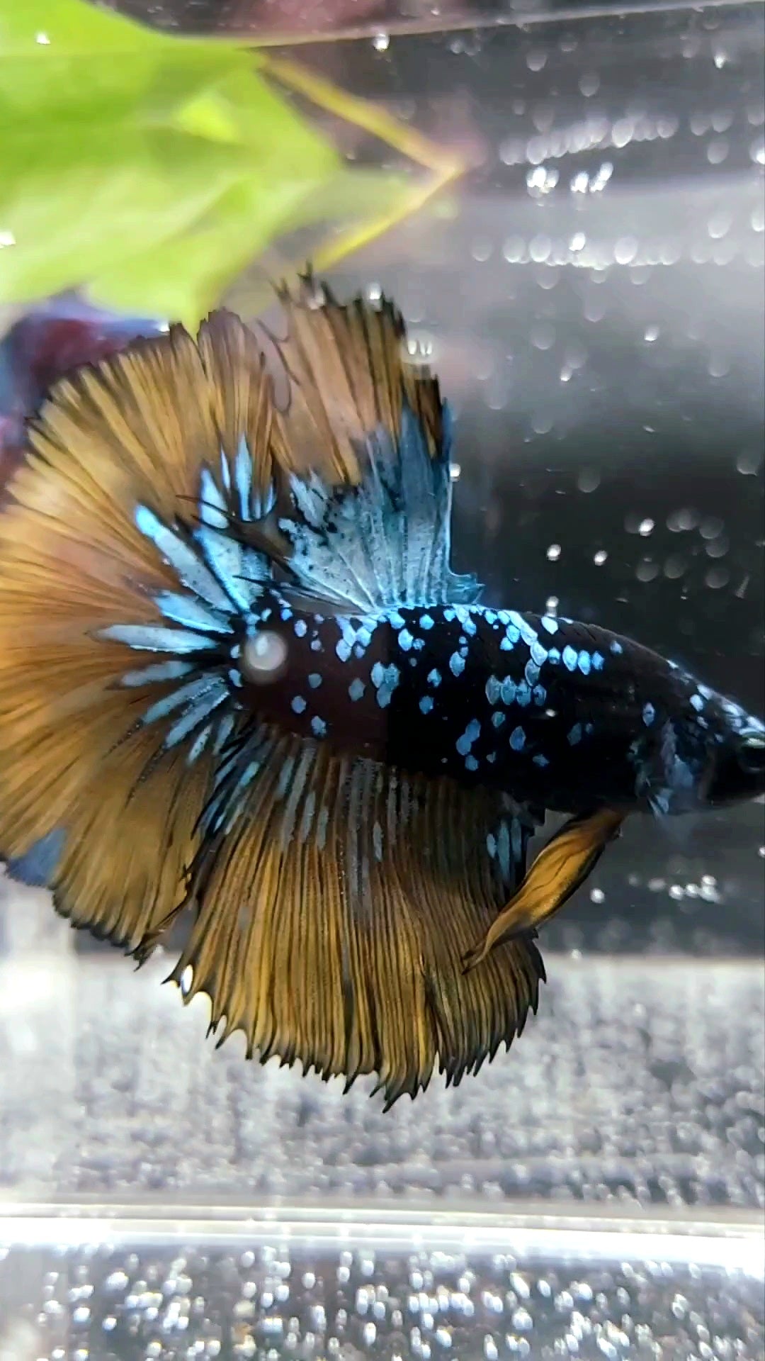 HALFMOON ROSETAIL BLACK STAR GALAXY BLUE AVATAR YELLOW MUSTARD GAS SUPER PREMIUM RARE BETTA FISH