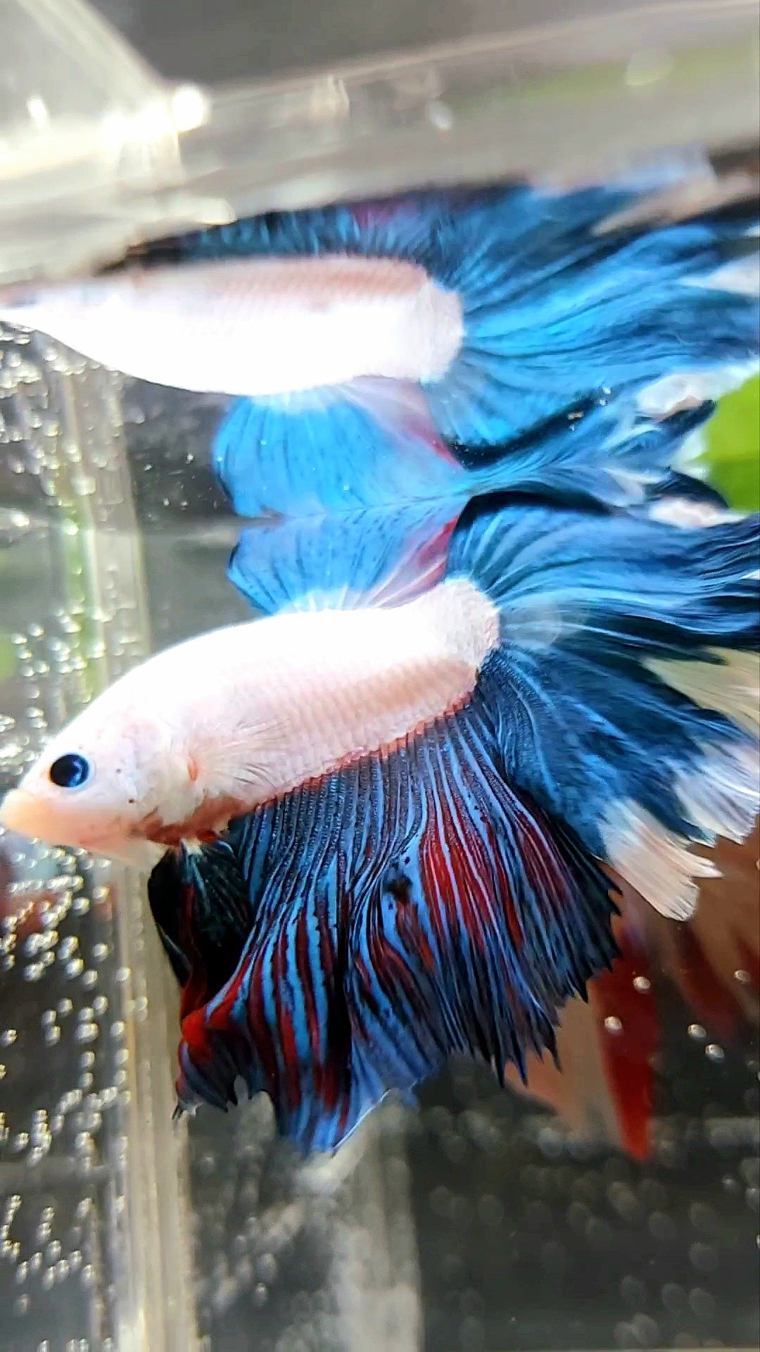 HALFMOON ROSETAIL BLUE GREEN RED RIM SUPER RARE BETTA FISH