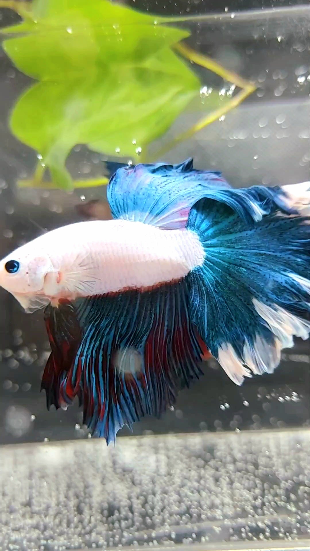 HALFMOON ROSETAIL BLUE GREEN RED RIM SUPER RARE BETTA FISH