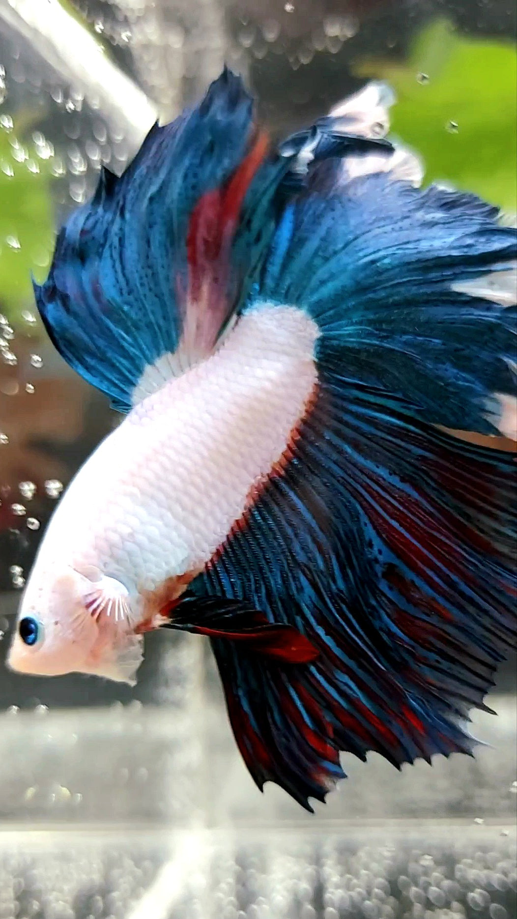 HALFMOON ROSETAIL BLUE GREEN RED RIM SUPER RARE BETTA FISH