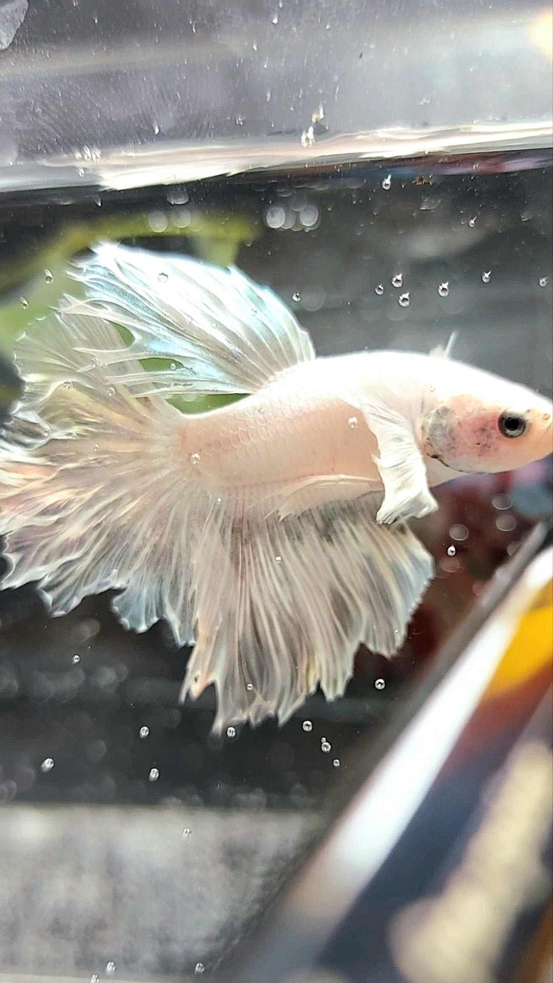 HALFMOON DUMBO EAR ROSETAIL WEISSER PLATIN-BETTA-FISCH