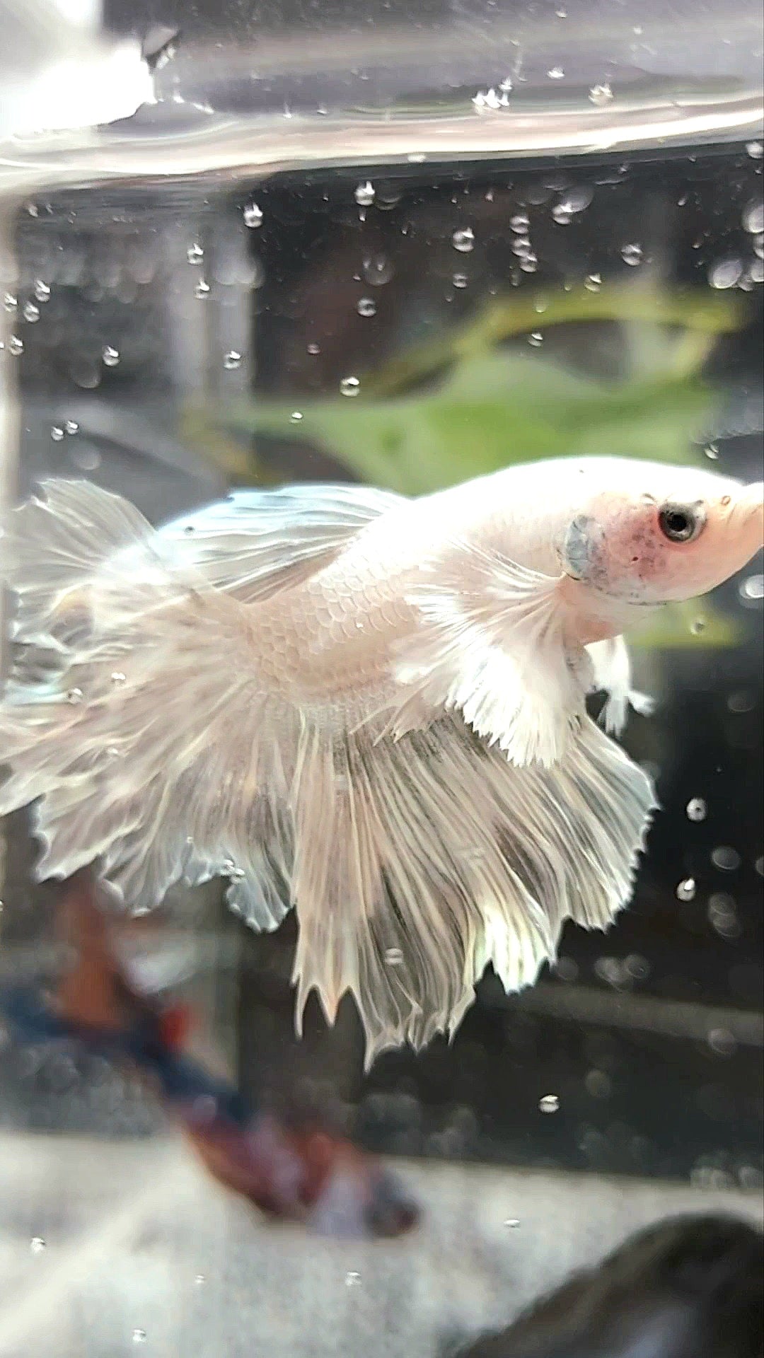 HALFMOON DUMBO EAR ROSETAIL WHITE PLATINUM BETTA FISH