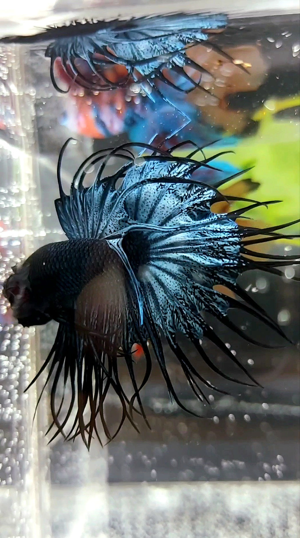 KING CROWNTAIL DARK BLUE RARE BETTA FISH