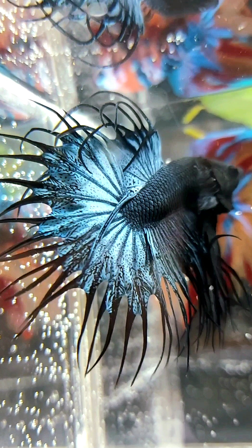 KING CROWNTAIL DUNKELBLAUER SELTENER BETTA-FISCH