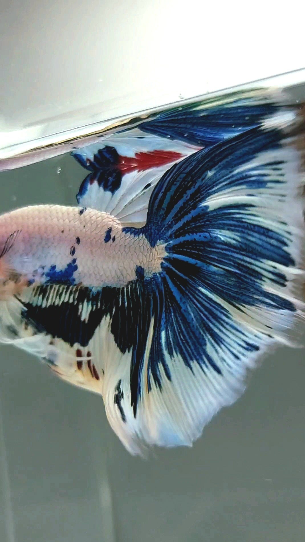 HALFMOON ROSETAIL BLUE FANCY MARBLE DOTS MULTICOLOR RARE BETTA FISH