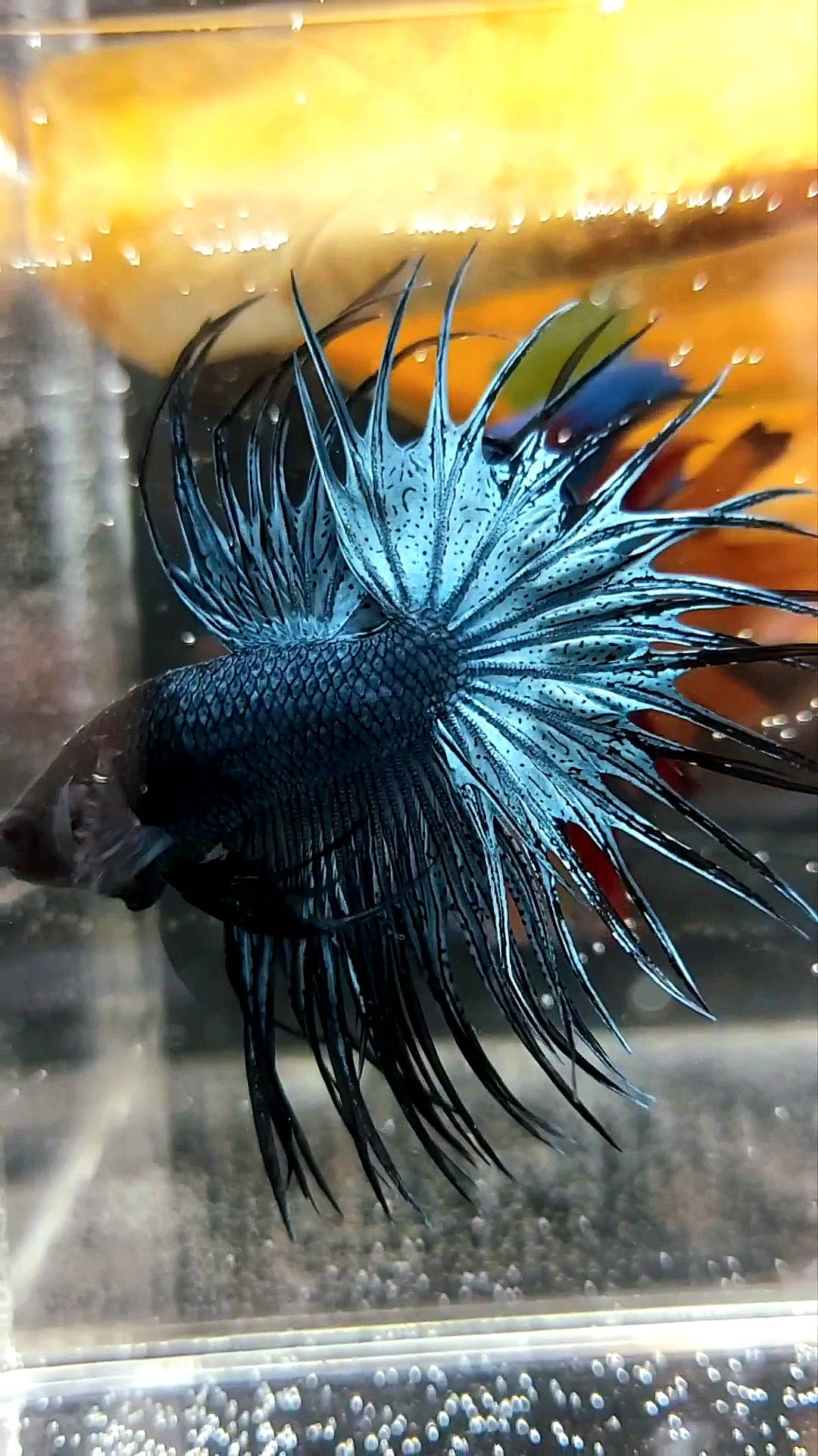 KING CROWNTAIL DARK BLUE RARE BETTA FISH