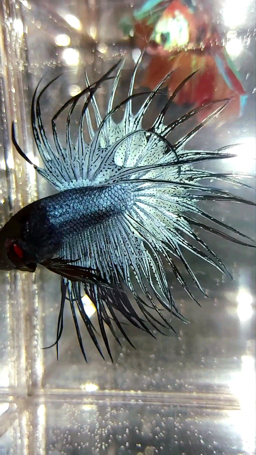 KING CROWNTAIL DUNKELBLAUER SELTENER BETTA-FISCH