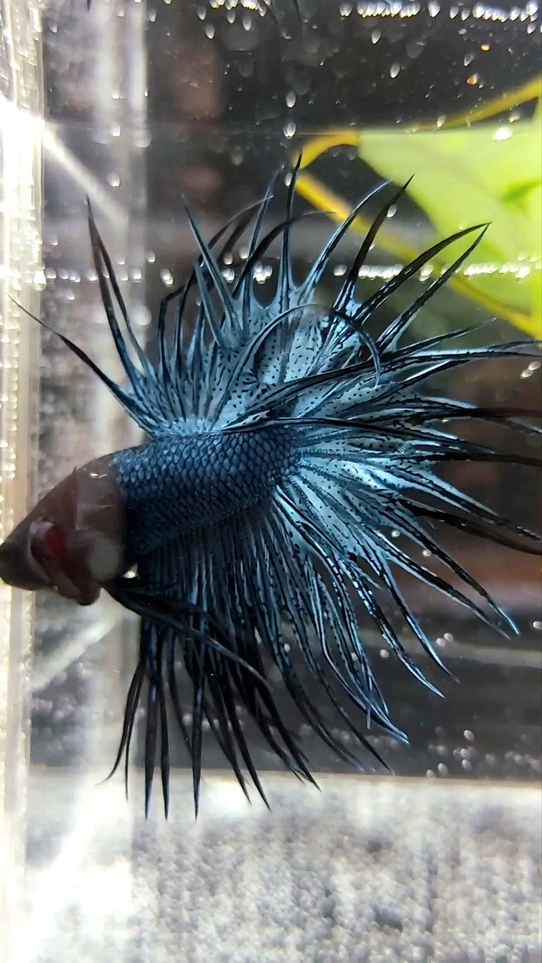 KING CROWNTAIL DARK BLUE RARE BETTA FISH