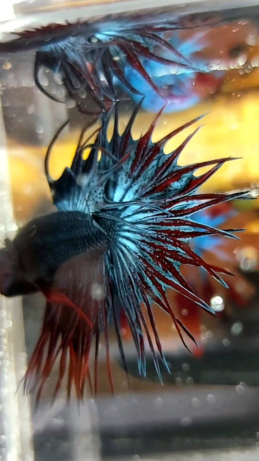 KING CROWNTAIL DUNKELBLAU ROT SELTENER BETTA-FISCH