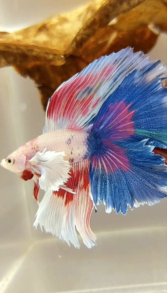 HALFMOON SUPER DUMBO EAR DOUBLE TAIL WHITE CANDY MULTICOLOR SUPER PREMIUM SELTENER BETTA-FISCH