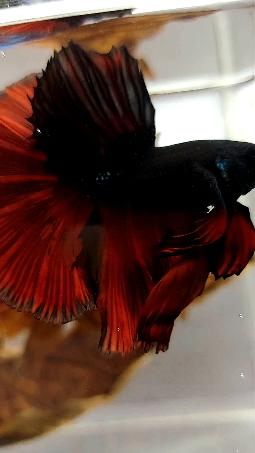 HALFMOON OVERTAIL ROSETAIL SCHWARZ ROT VAMPIR BICOLOR PREMIUM SELTENER BETTA-FISCH