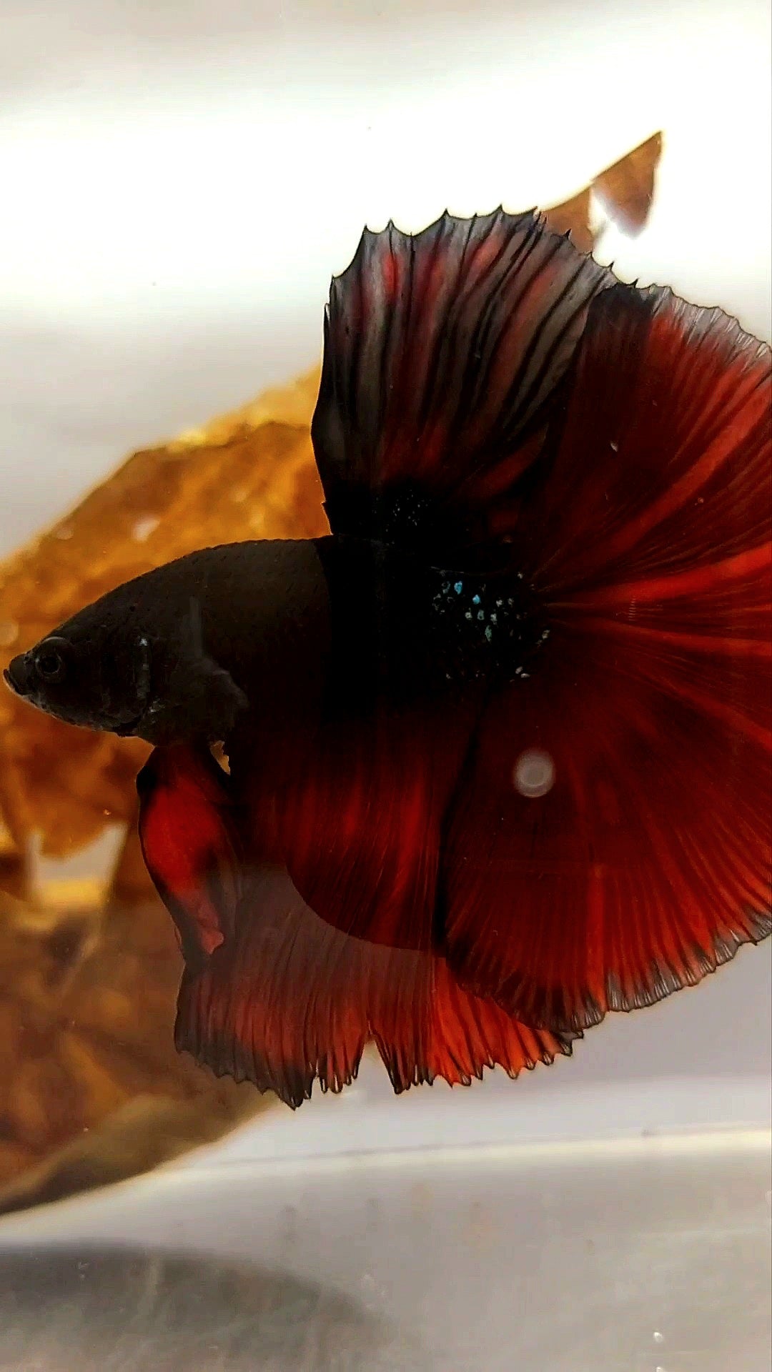 HALFMOON OVERTAIL ROSETAIL SCHWARZ ROT VAMPIR BICOLOR PREMIUM SELTENER BETTA-FISCH