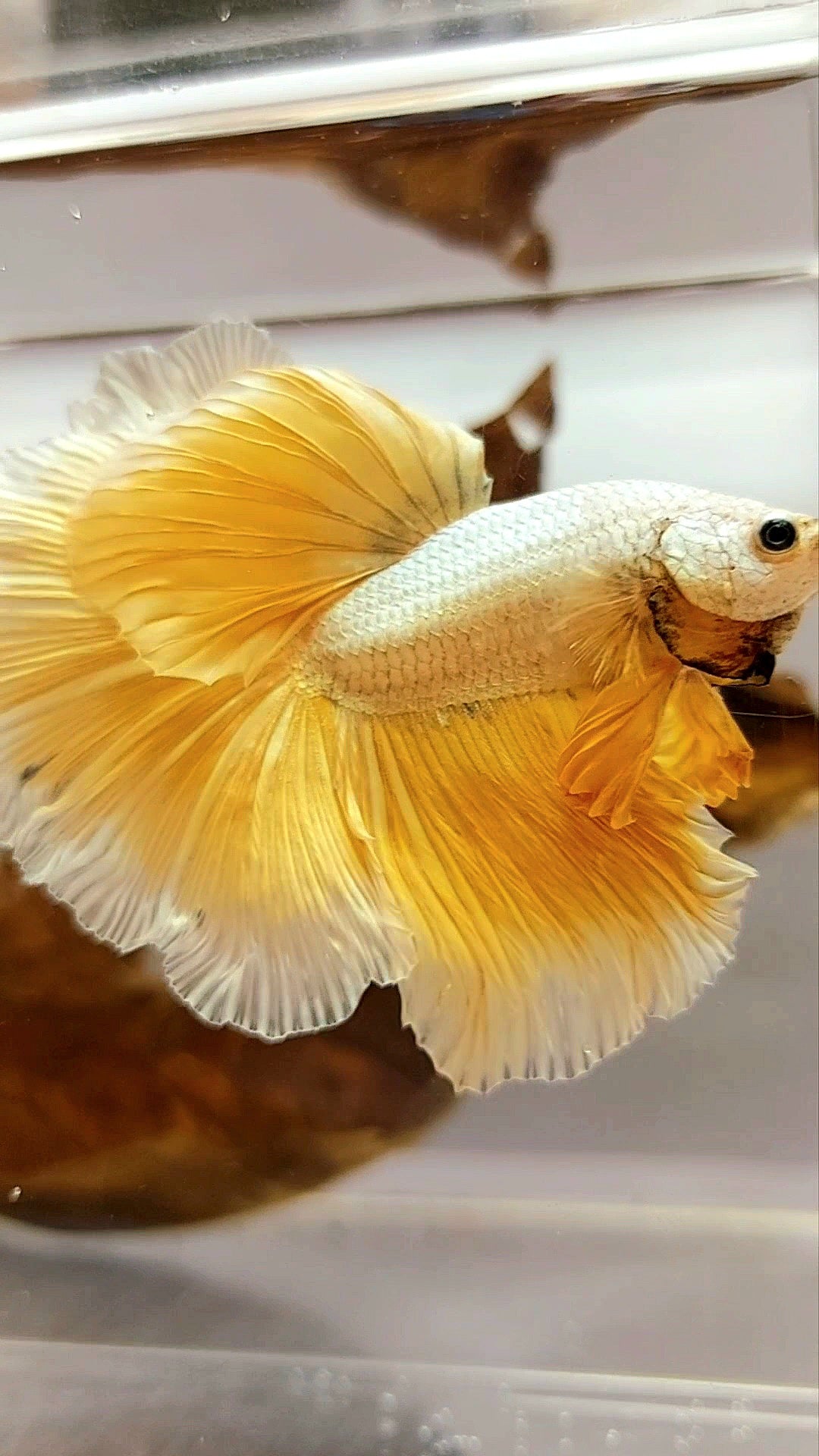 XL HALFMOON ROSETAIL YELLOW GOLD DRAGON RARE BETTA FISH