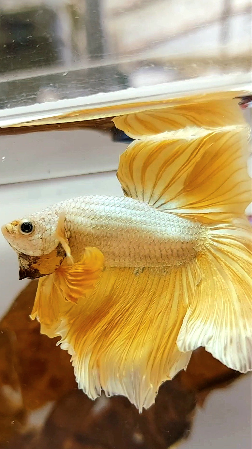 XL HALFMOND ROSETAIL GELBGOLD DRACHE SELTENER BETTA-FISCH