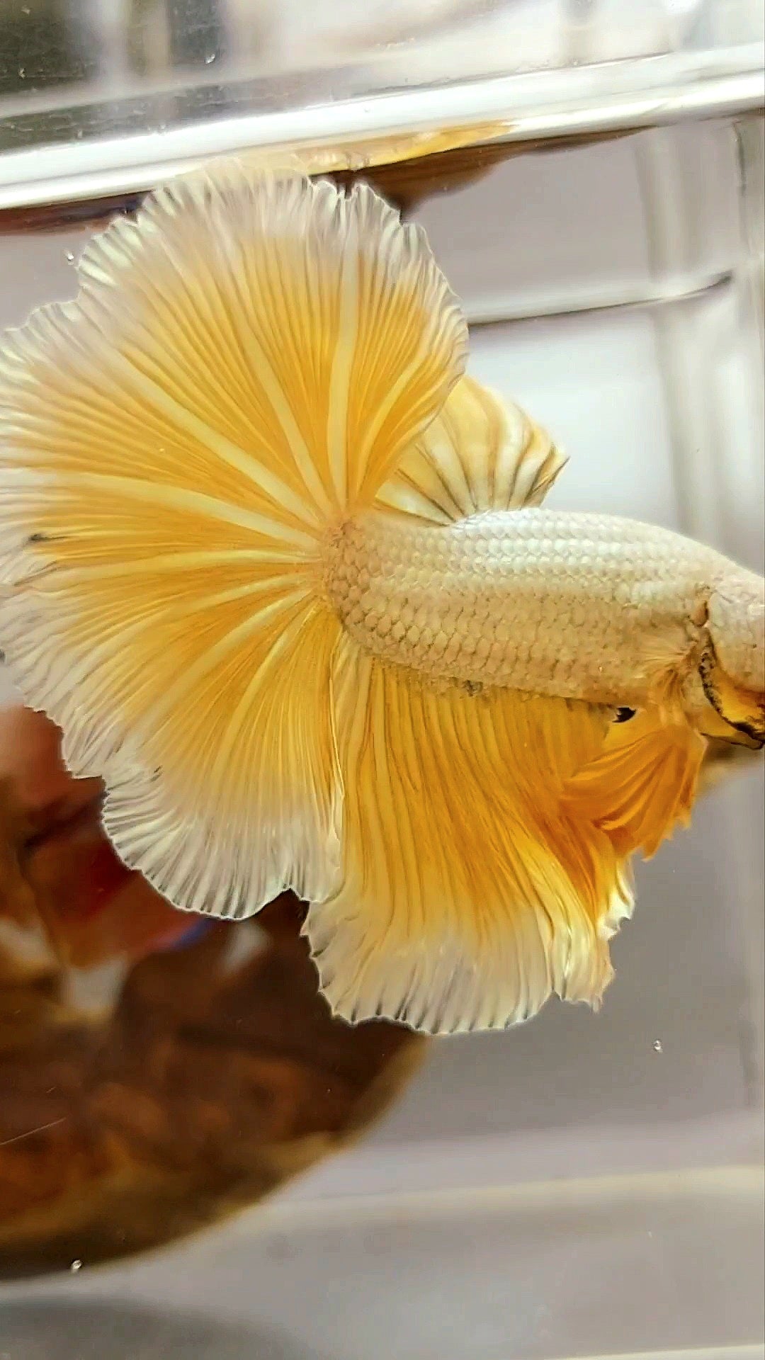 XL HALFMOON ROSETAIL YELLOW GOLD DRAGON RARE BETTA FISH