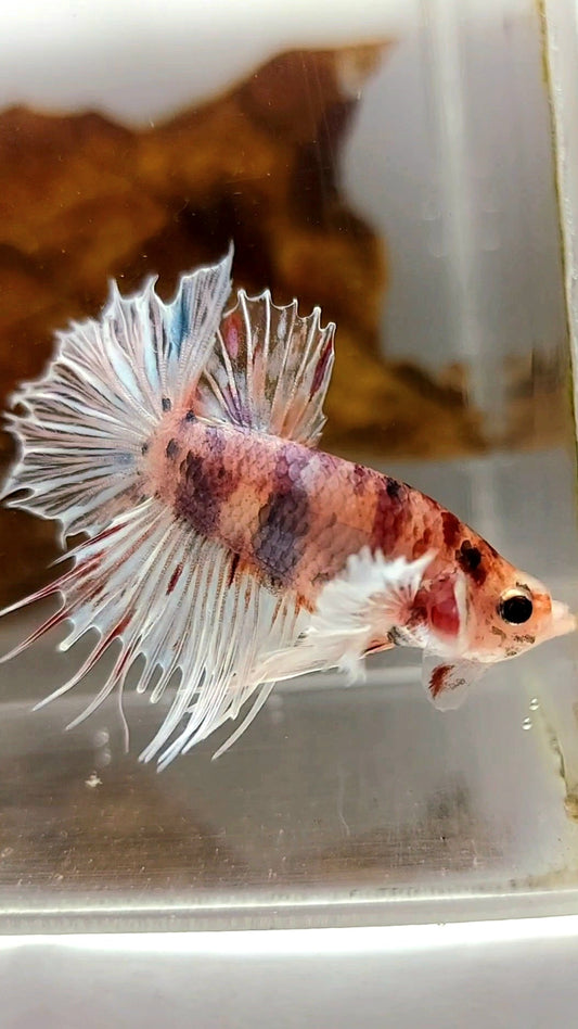 CROWNTAIL DUMBO EAR CANDY MULTICOLOR RARE BETTA FISH