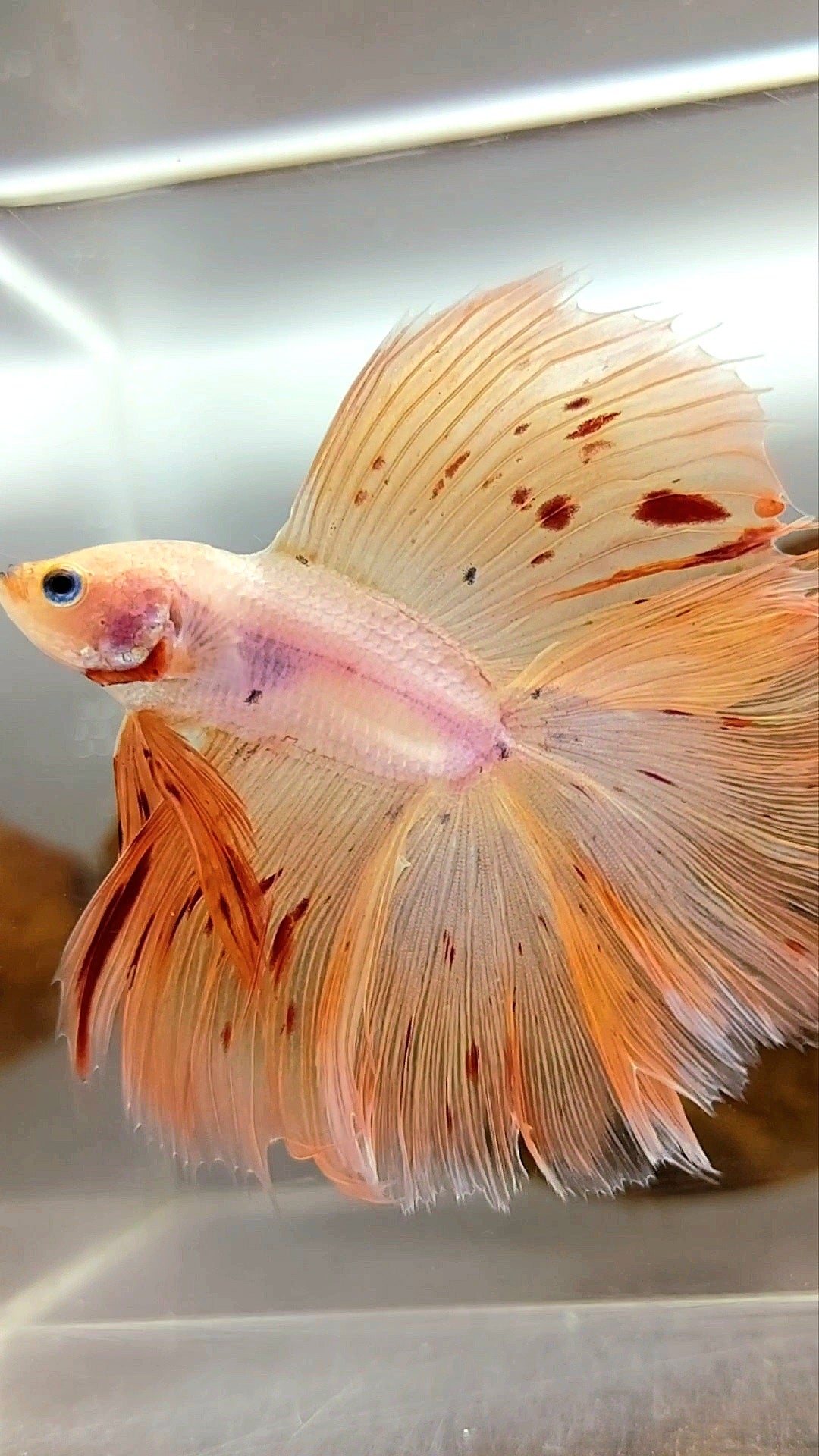 HALFMOON OVERTAIL DOUBLE TAIL ARMAGEDDON VANDA PINKISH SUPER PREMIUM SELTENER BETTA-FISCH