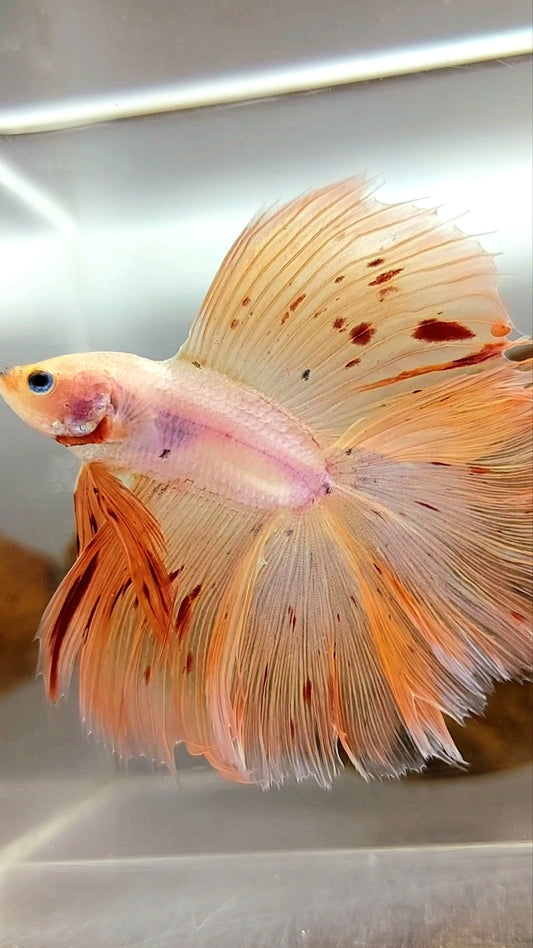 HALFMOON OVERTAIL DOUBLE TAIL ARMAGEDDON VANDA PINKISH SUPER PREMIUM RARE BETTA FISH