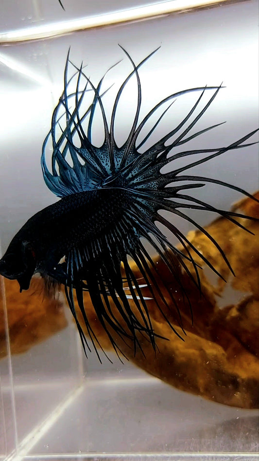 KING CROWNTAIL OVERTAIL SCHWARZE ORCHIDEE SELTENER BETTA-FISCH