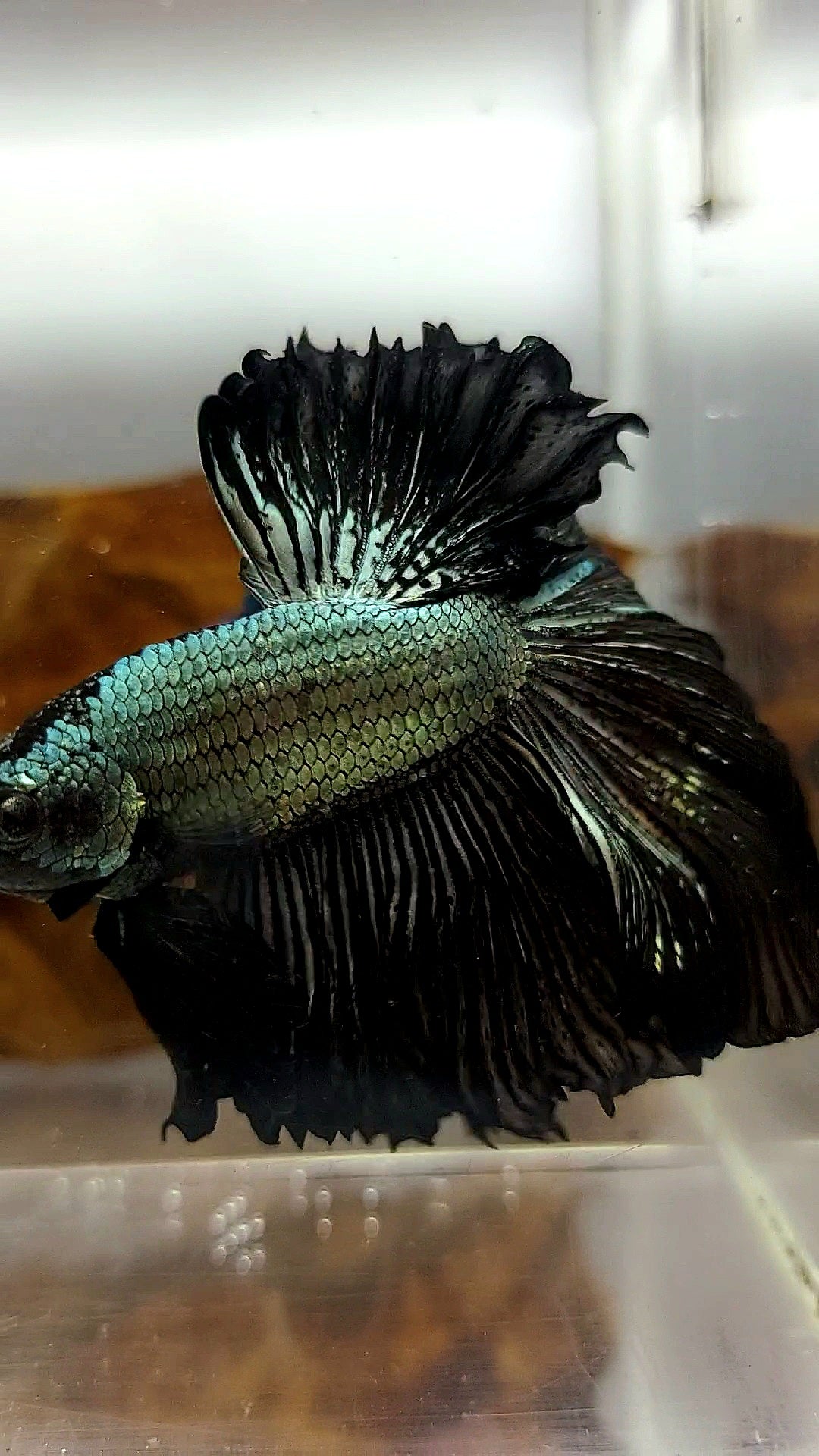 HALFMOON ROSETAIL BLACK DRAGON COPPER RARE BETTA FISH