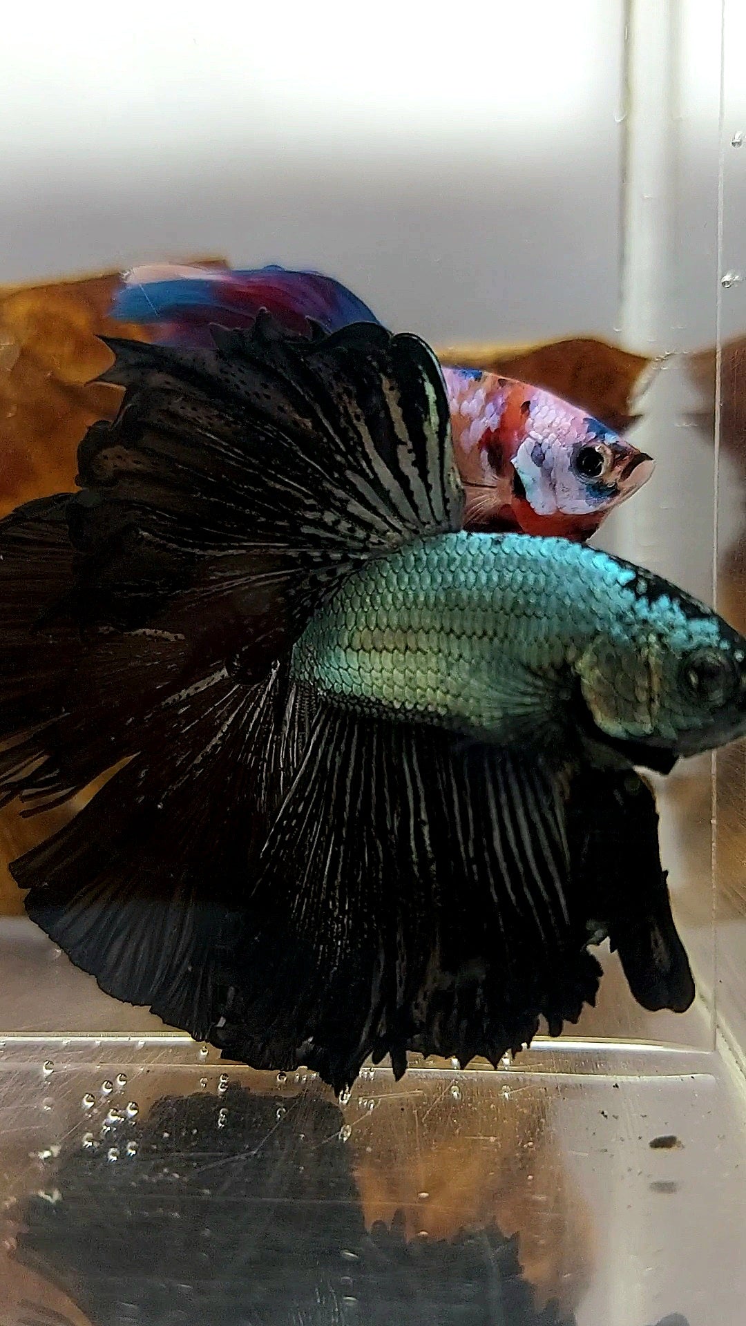 HALFMOON ROSETAIL BLACK DRAGON COPPER SELTENER BETTA-FISCH