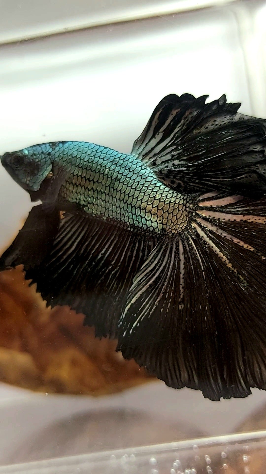 HALFMOON ROSETAIL BLACK DRAGON COPPER RARE BETTA FISH