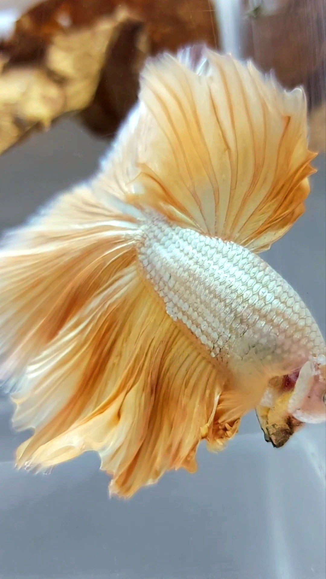 XL HALFMOON OVERTAIL ROSETAIL YELLOW GOLD DRAGON SUPER PREMIUM RARE BETTA FISH