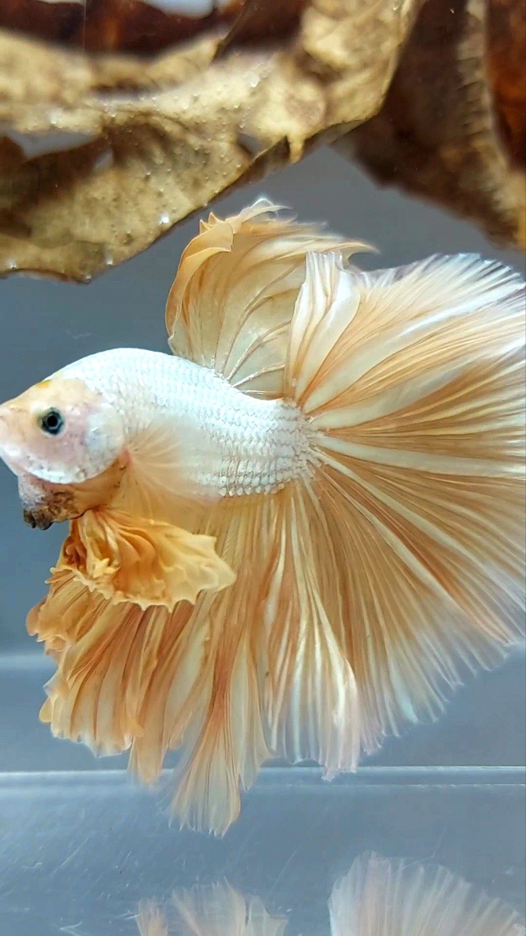 XL HALFMOON OVERTAIL ROSETAIL YELLOW GOLD DRAGON SUPER PREMIUM SELTENER BETTA-FISCH