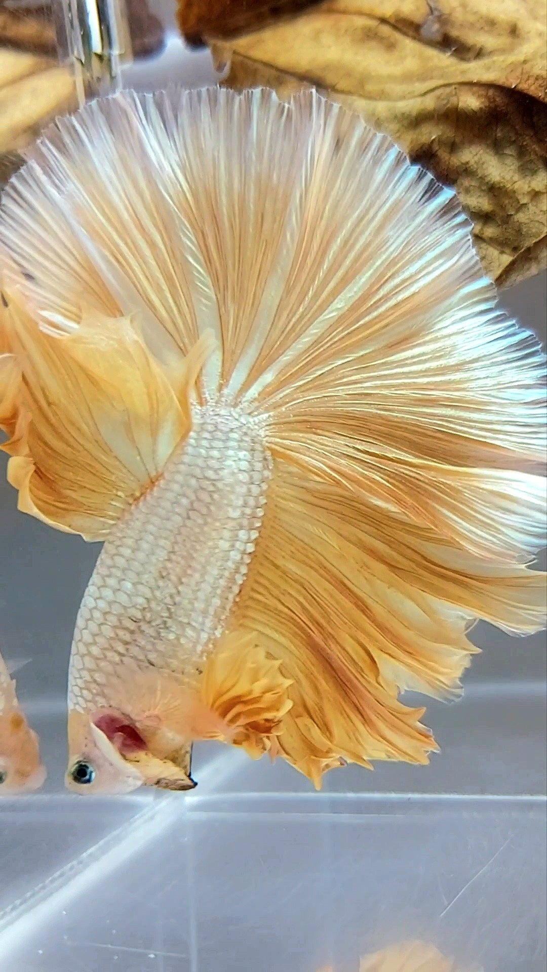 XL HALFMOON OVERTAIL ROSETAIL YELLOW GOLD DRAGON SUPER PREMIUM RARE BETTA FISH