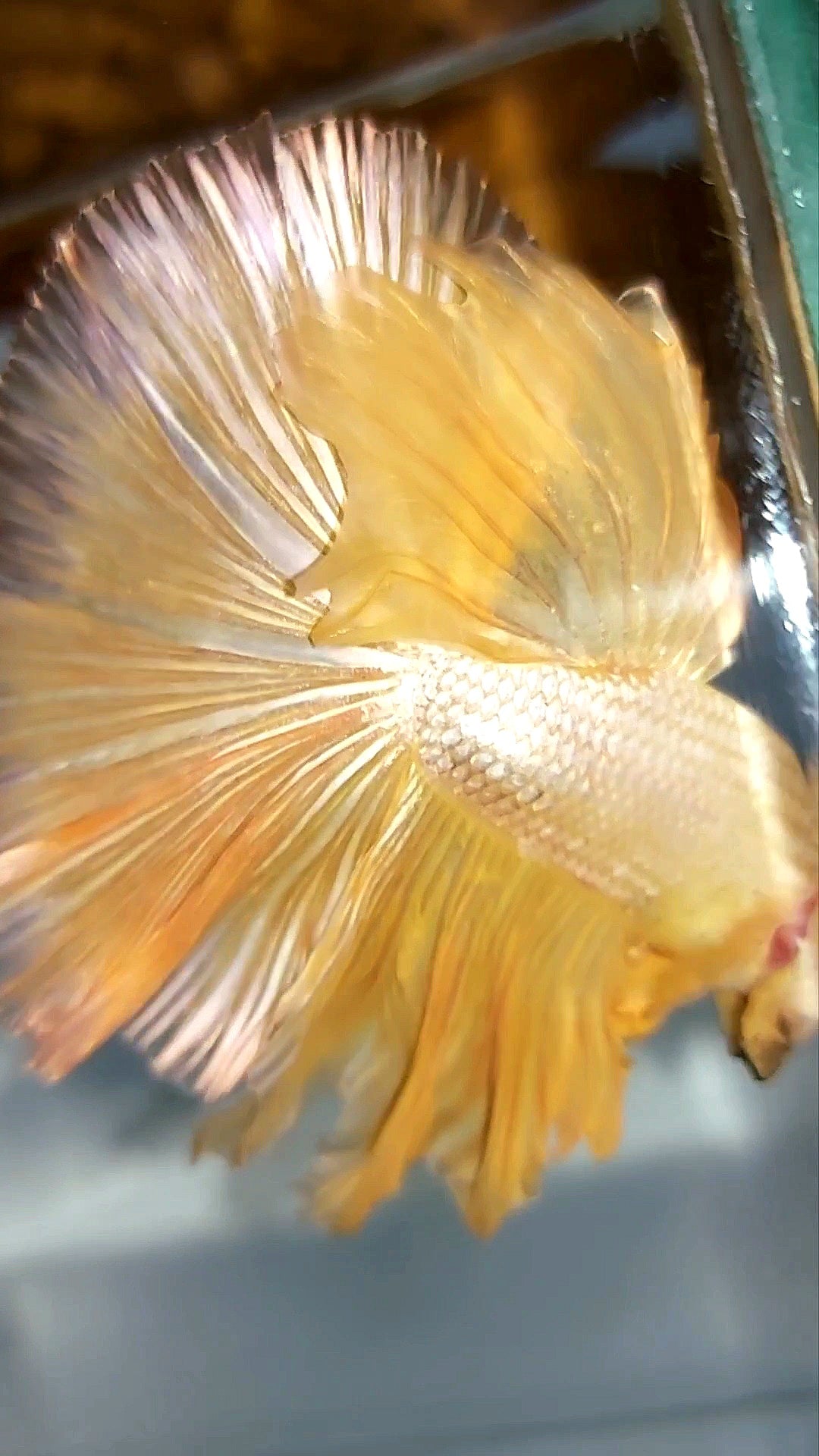 XL HALFMOON OVERTAIL ROSETAIL YELLOW GOLD DRAGON SUPER PREMIUM RARE BETTA FISH