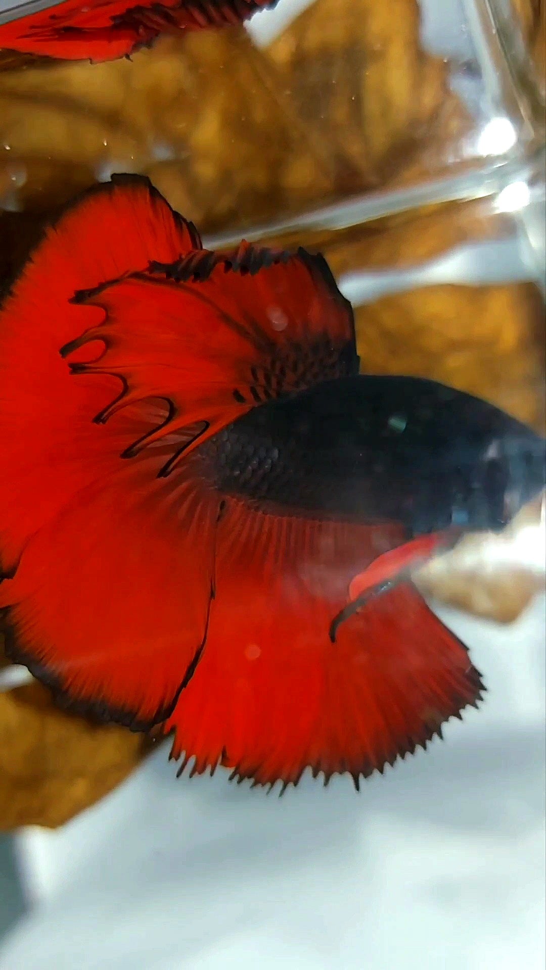 HALFMOON ROSETAIL SCHWARZ ROT VAMPIR ZWEIFARBIG SUPER SELTENER BETTA-FISCH