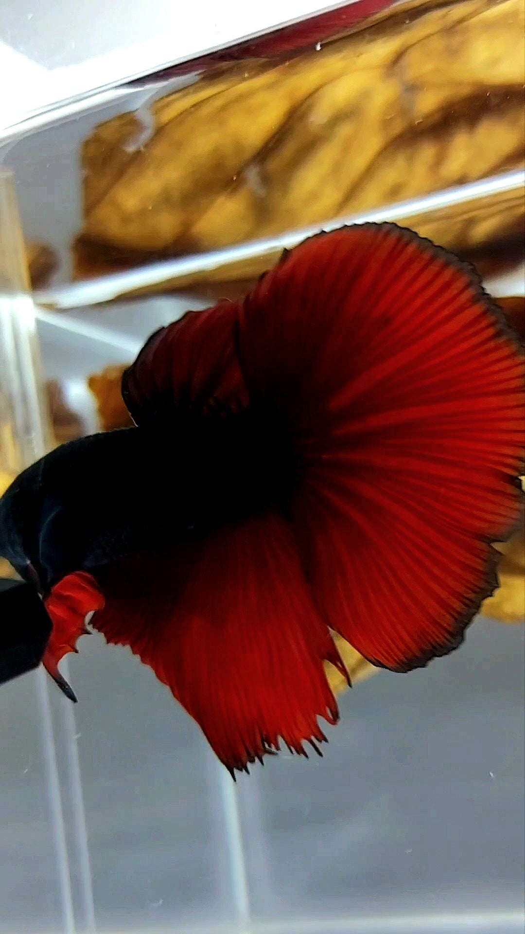 HALFMOON ROSETAIL BLACK RED VAMPIRE BICOLOR SUPER RARE BETTA FISH