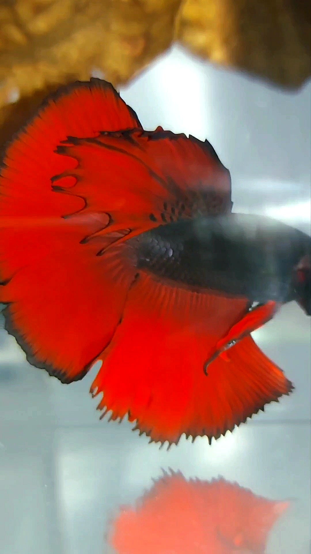 HALFMOON ROSETAIL SCHWARZ ROT VAMPIR ZWEIFARBIG SUPER SELTENER BETTA-FISCH