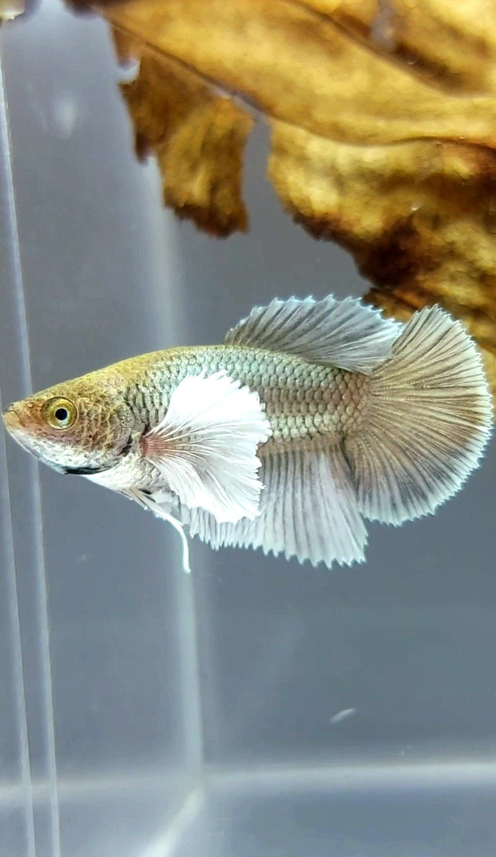 FEMALE HALFMOON DUMBO EAR YELLOW COPPER BETTA FISH