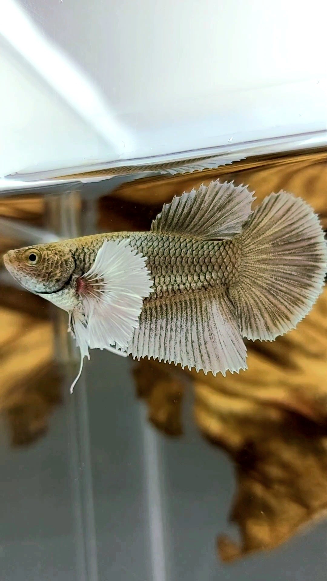 FEMALE HALFMOON DUMBO EAR YELLOW COPPER BETTA FISH