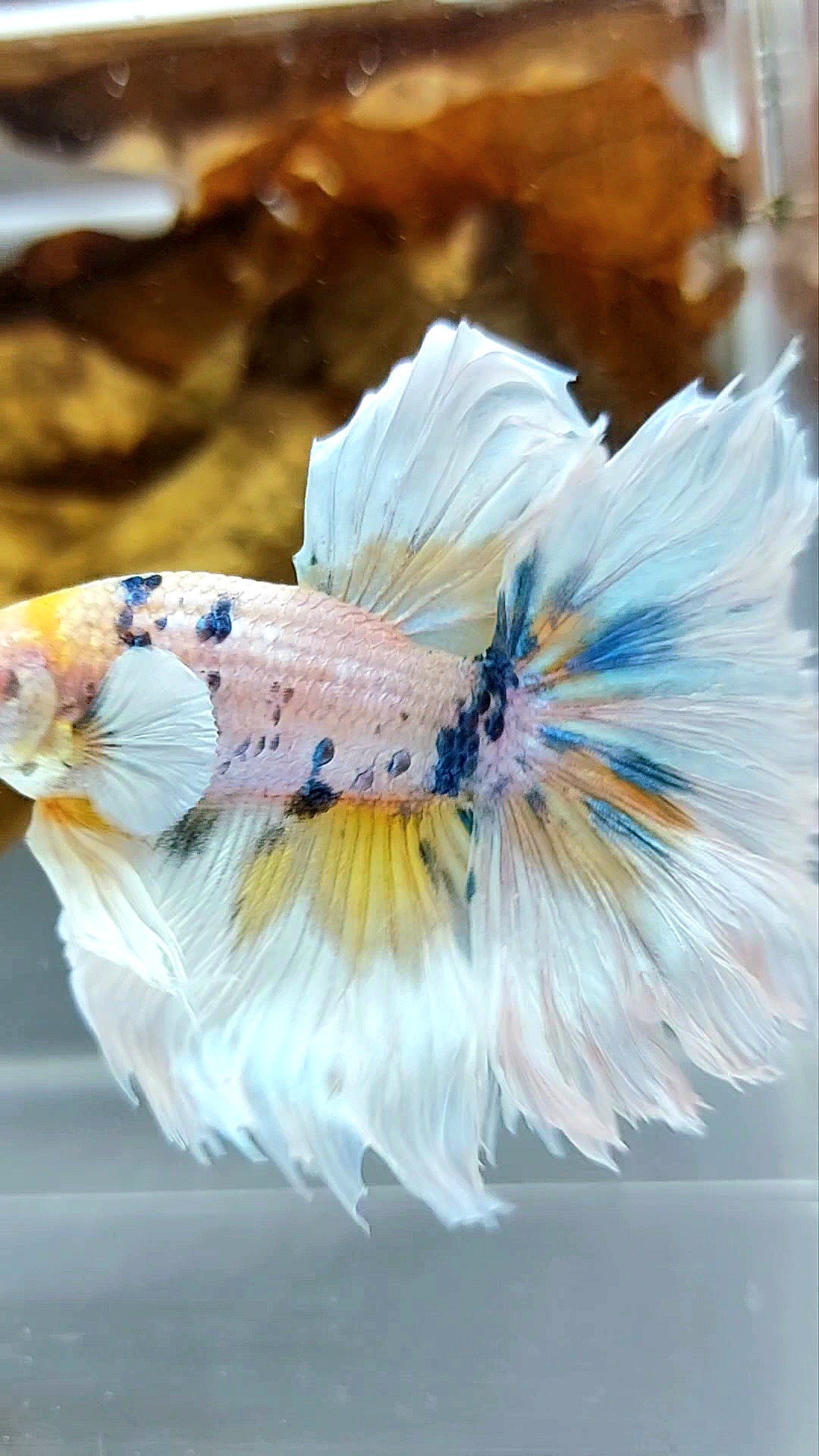 HALFMOON DUMBO EAR YELLOW CANDY MARBLE MULTICOLOR SUPER PREMIUM RARE BETTA FISH