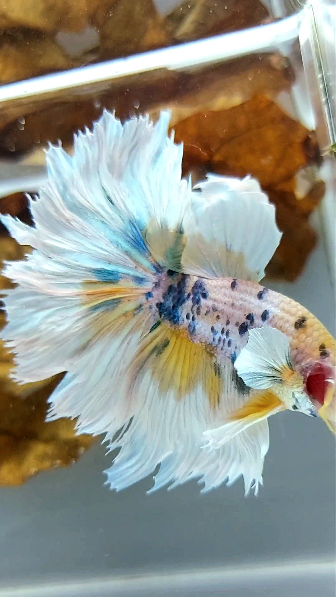 HALFMOON DUMBO EAR YELLOW CANDY MARBLE MULTICOLOR SUPER PREMIUM RARE BETTA FISH