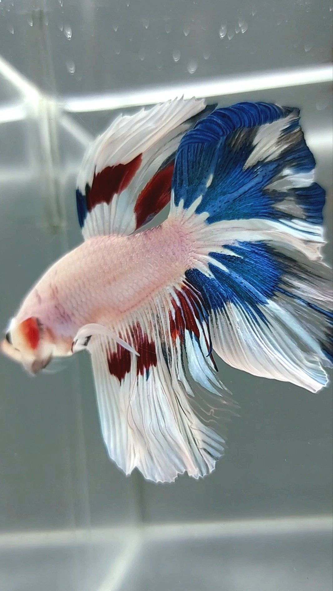 HALFMOON ROSETAIL WHITE FANCY MULTICOLOR RARE BETTA FISH