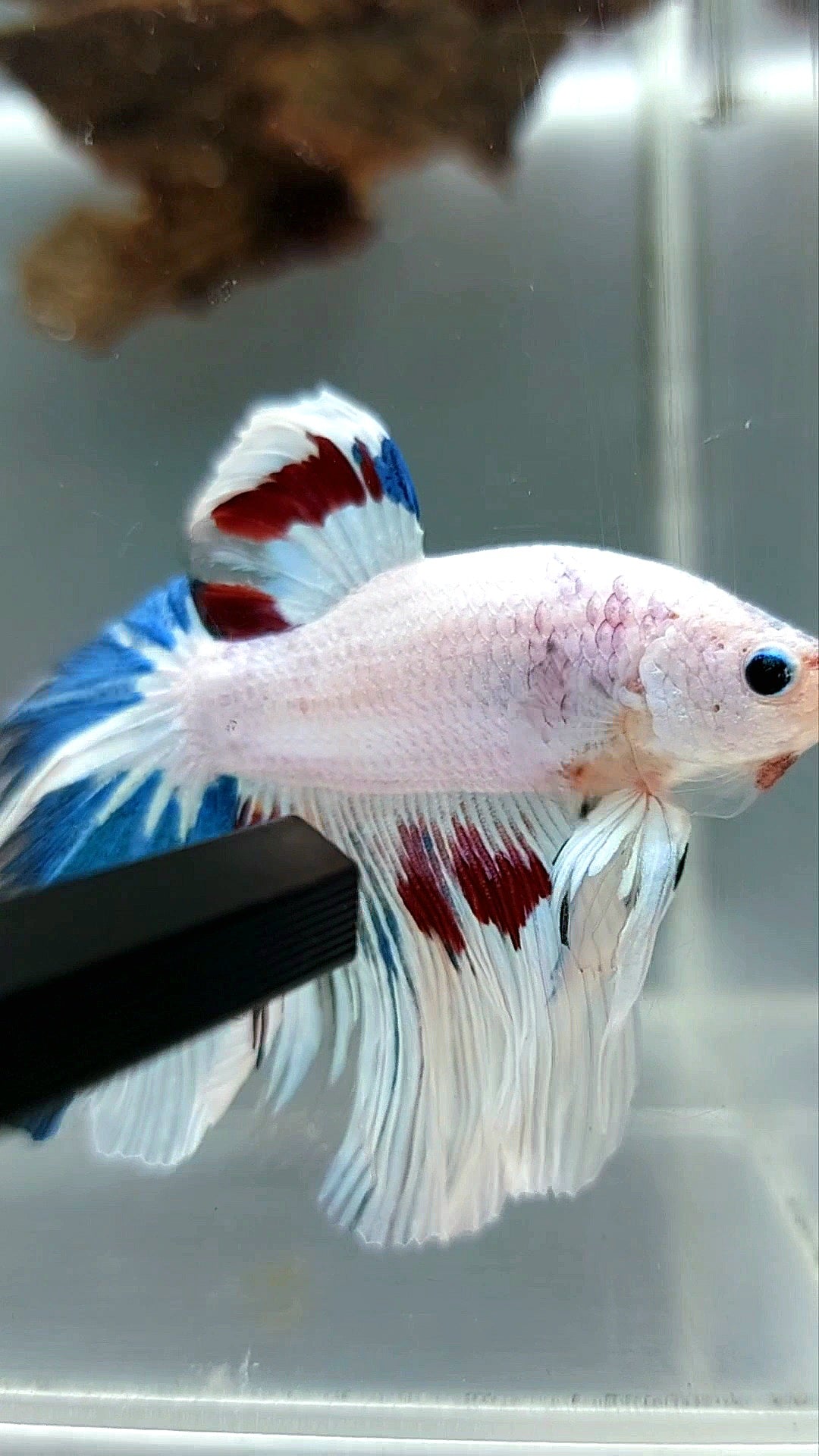 HALFMOON ROSETAIL WHITE FANCY MULTICOLOR RARE BETTA FISH