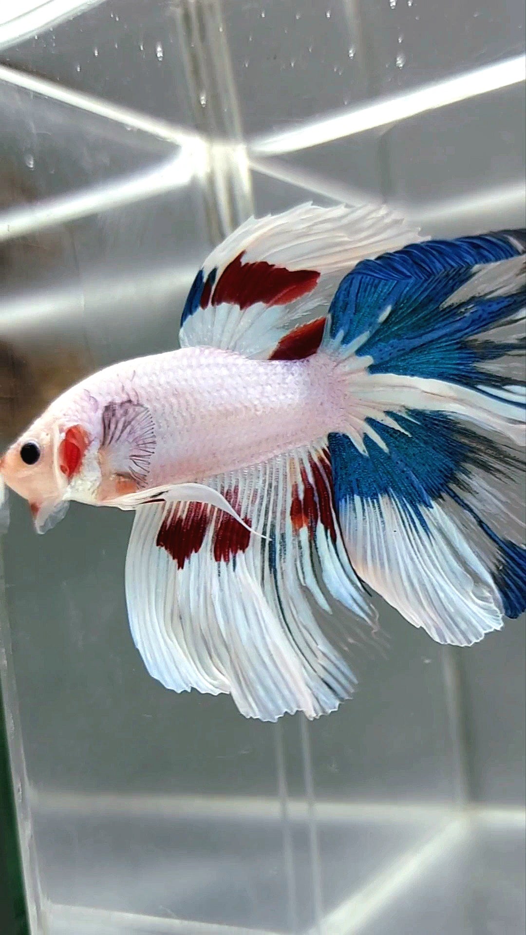 HALFMOON ROSETAIL WHITE FANCY MULTICOLOR RARE BETTA FISH