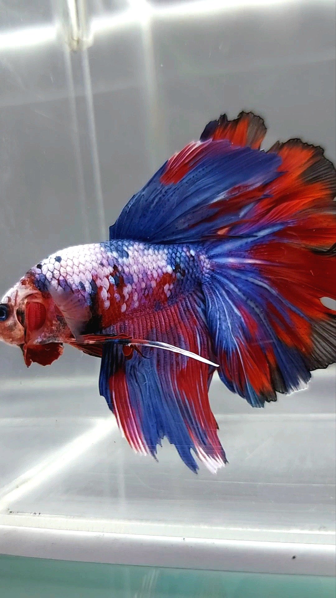 HALFMOON ROSETAIL PUPLE RED FANCY MULTICOLOR RARE BETTA FISH