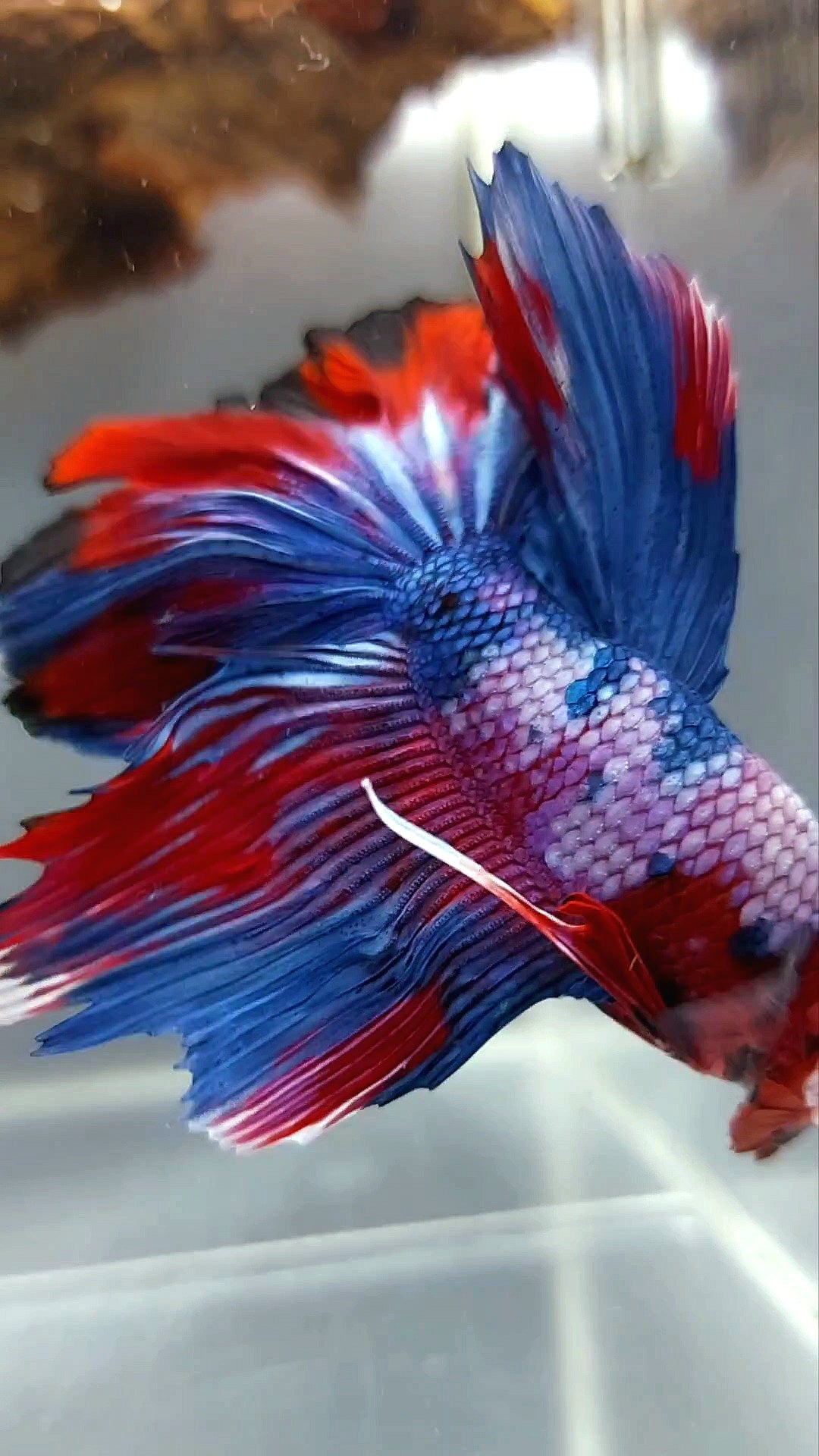 HALFMOON ROSETAIL PUPLE RED FANCY MULTICOLOR RARE BETTA FISH